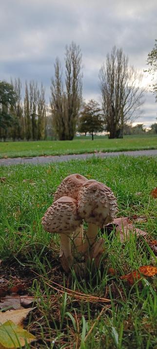 A close up ground level shot of a cluster of toadstool.  There are some beautiful colourful autumn leaves beside them,  lush green grass and tall nearly leafless trees in the background