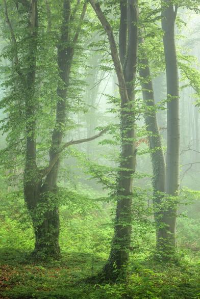 Drei mehr oder weniger markante Buchen im Hochformat fotografiert. Frisches Frühlingsgrün und Nebel bilden die Stimmung. Bis auf die Baumstämme und ein bisschen altes Laub am Boden dominiert die Farbe Grün das Bild.