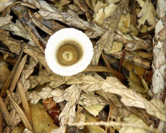 A bird's nest fungus; a small cup with a wide, almost white rim. The bottom is brown, speckled. The fungus is surrounded by dry, brown, criss-crossed cedar leaf blades, looking braided; three segments, overlapped, then another three ... A few brown, dried pine needles are scattered about.