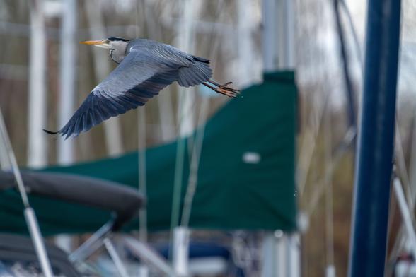 Graureiher flyby