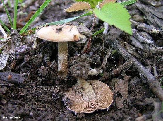 Hebeloma hiemale mushroom image.