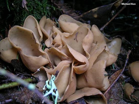 Otidea leporina mushroom image.