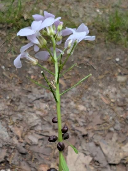 Am Stengel eines zarten Wiesenschaumkrauts, mit rosa-flieder-farbenen Blüten, die teilweise schon abgeblüht sind, sind auf halber Höhe fünf ovale Insekteneier um den Stengel herum platziert. Diese Eier erinnern in Farbe und Form etwas an kleine Kaffeebohnen: dunkelbraun, mit kleinen Kerben.