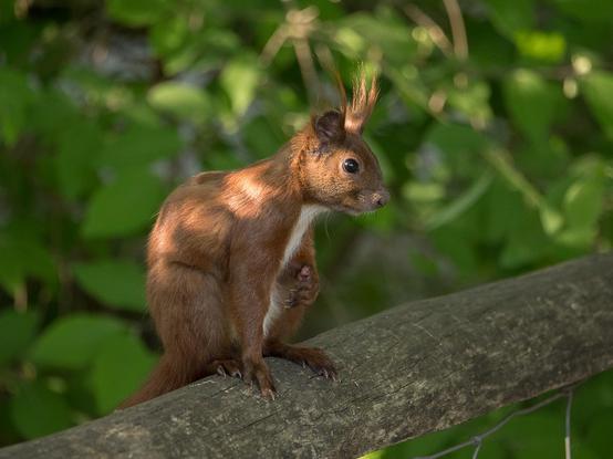 Ein Eichhörnchen sitzt auf den Hinterpfoten auf einem Holzgeländer, es stützt sich mit einer Vorderpfote zusätzlich ab, die andere Pflote hält es vor der Brust. Das Hörcnchen guckt zur rechten Seite. Im Hintergrund sind unscharfe grüne Blätter
A squirrel sits on its hind legs on a wooden railing, supporting itself with one front paw and holding the other paw in front of its chest. The squirrel looks to the right. Blurred green leaves are visible in the background.