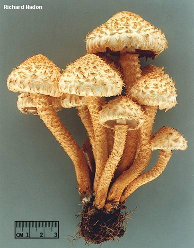 Pholiota squarrosa mushroom image.