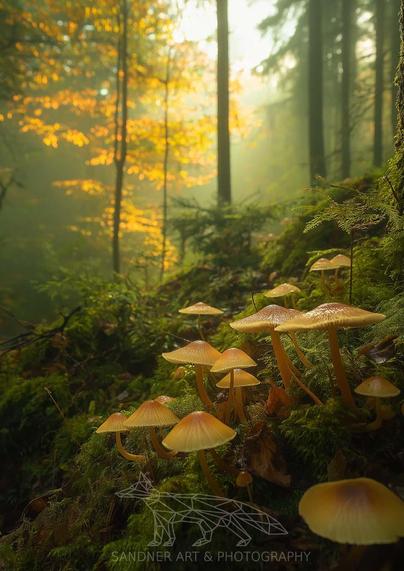 A mystical photograph of bright yellow mushrooms in Dandenong Ranges, VIC, Australia. The fungi glow against a mossy forest floor, surrounded by tall trees and shrouded in mist, creating a magical, ethereal scene. A watermark reading "Sandner Art & Photography" is visible in the bottom right corner.
