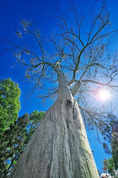 A tall eucalyptus tree with smooth, light-colored bark dominates the frame, stretching its branches upwards towards a clear, bright blue sky with the sun shining through its leaves. Other green trees are visible in the background.