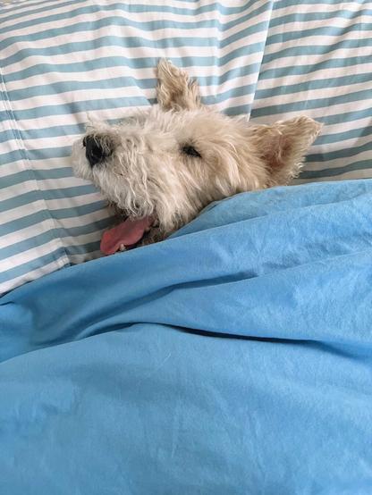 A dog yawns while tucked in under a blanket with a pillow under their head.