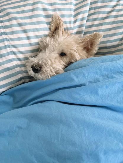 A dog looks tired while tucked in under a blanket with a pillow under their head.