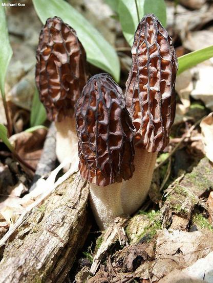 Morchella septentrionalis mushroom image.