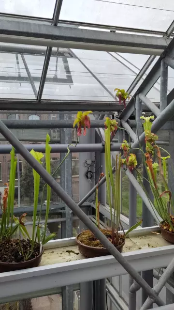Carnivore plants