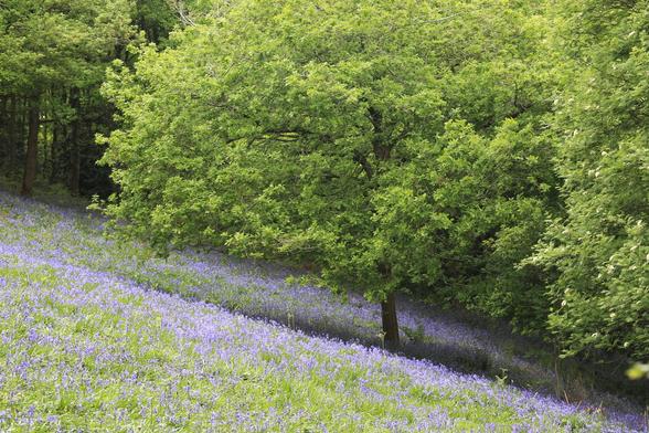 A woodland scene with a young oak tree surrounded  by a sea of bluebells