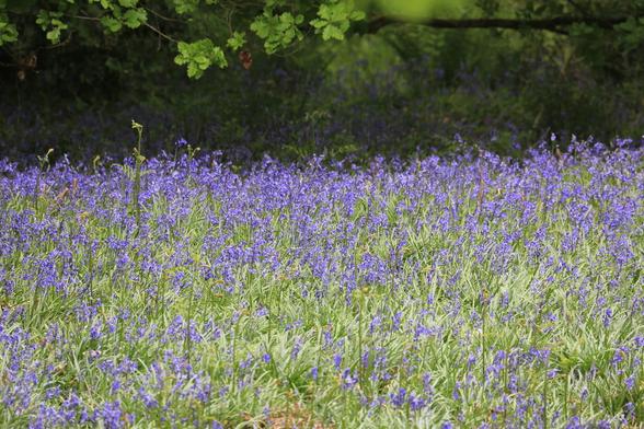 A field of blue flowers with oak leaves above.