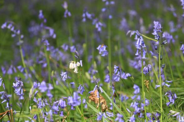 Detail of some bluebells, with a cluster of white flowers