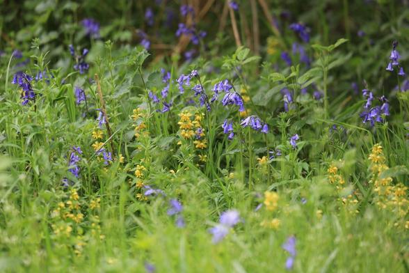 Some bluebells and yellow archangel amongst some grass and other green leaves