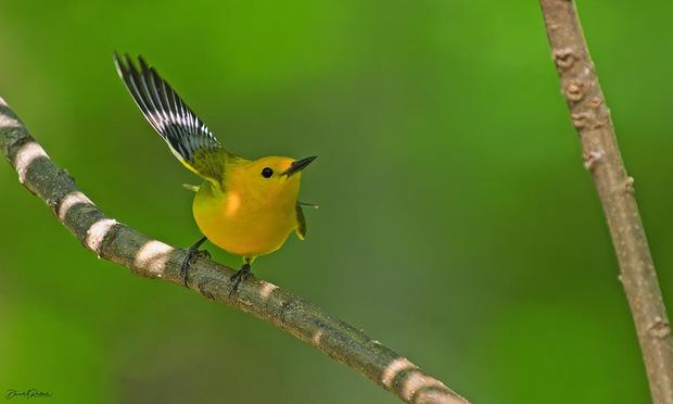Bright yellow bird with black beak, large black eye, and dark wing with white stripe, perched on a sun-dappled bare branch