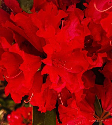 A close up of brilliant scarlet rhododendrons glowing in the shrubbery. The flowers' red ruffled petals form a funnel along which red stamen and pistil stems end in red anthers and red stigmas.