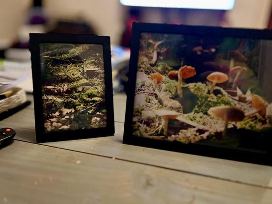Two framed photos sit on a wooden table. Both frames display close-up images of mushrooms and moss in a forest setting. The larger frame is positioned on the right, while the smaller frame is on the left. The background is softly blurred and shows some indoor items.