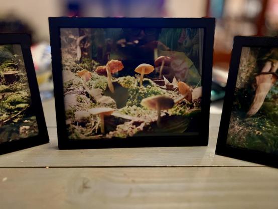 A framed photograph of mushrooms growing on mossy ground sits on a wooden surface, flanked by two partially visible framed photos on either side. The scene has a natural, woodland atmosphere with soft lighting and earthy tones.