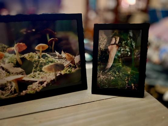 Two framed photographs displayed on a wooden surface. The left frame contains a close-up image of mushrooms growing on green moss. The right frame features a mushroom with a blade of grass arching overhead. The background is softly blurred, drawing attention to the two frames.