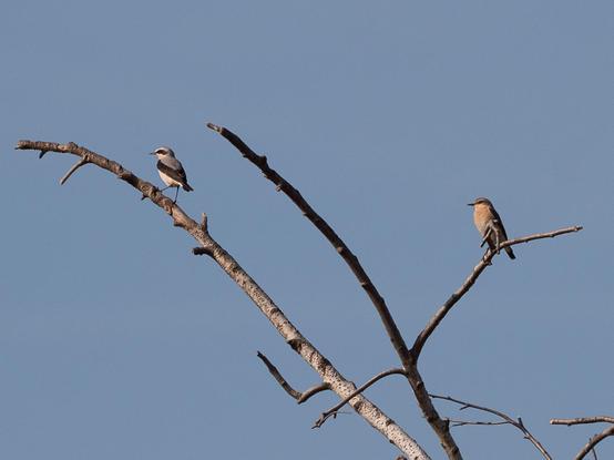 Dürre Äste, die in einen blassblauen Himmel ragen. Darauf sitzt ein Steinschmätzer-Paar. Das Männchen sitzt auf dem linken Ast, das Weibchen auf dem rechten. Beide schauen nach links
Dry branches reaching into a pale blue sky. A pair of wheatears perch on them. The male sits on the left branch, the female on the right. Both look to the left.