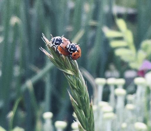 Two bright red ladybugs are hugging on a stalk of grass seeds .  The plants in the background are out of focus.