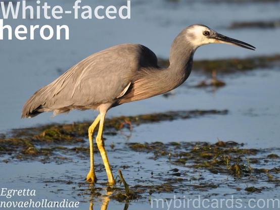🌏 White-faced heron (Egretta novaehollandiae) 

The white-faced heron (Egretta novaehollandiae), also known as the white-fronted heron, is a medium-sized heron with a distinct white face and pale blue-grey plumage. It has a long, slender neck, a pointed grey-black bill, and yellow legs. In flight, its dark wing feathers contrast with its paler body. This adaptable bird is widespread throughout most of Australasia, including New Guinea, Indonesia, New Caledonia, and New Zealand, favouring any habitat near shallow water, both fresh and saltwater. White-faced herons are often seen foraging solitarily or in small groups, employing methods like stalking or standing still to catch fish, insects, and amphibians. They have a slow, bouncing flight and may roost in trees or on the ground. Their calls include a harsh croak, especially during flight. 

Conservation status: Least Concern (IUCN 3.1)

📷: Photo by Manubird via Pixabay https://pixabay.com/photos/white-faced-heron-bird-lake-heron-5792855/

VYVY