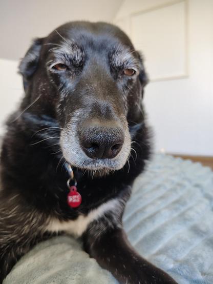 En sort hund, grå om munden, kigger træt ind i kameraet.