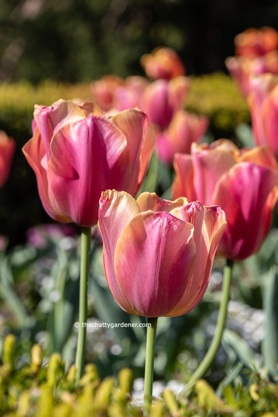 Tulips with pink and yellow flushed petals.