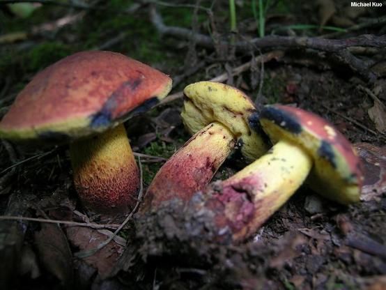 Boletus speciosus mushroom image.