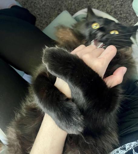 Kitty biting hand trying to pet it.