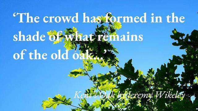 Oak branches against a sunlit sky, with a quote from Jeremy Wikeley's short story Kent's Oak: 'The crowd has formed in the shade of what remains of the old oak tree…'