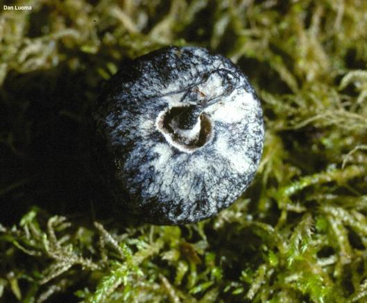 Leccinum caespitosum mushroom image.