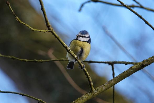 Photo d'une Mésange bleue reconnaissable à son plumage bleu, jaune et blanc, la tête légèrement tournée vers la gauche de l'image. Elle perchée sur une petite branche recouverte de lichen. On voit une grosse branche et du ciel bleu en arrière-plan.