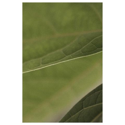 Macroaufnahme der Ränder zweier Avocadoblätter. Im Hintergrund unscharf ein weiteres Blatt. Dadurch entstehen grafisch drei Abstufungen von grün.