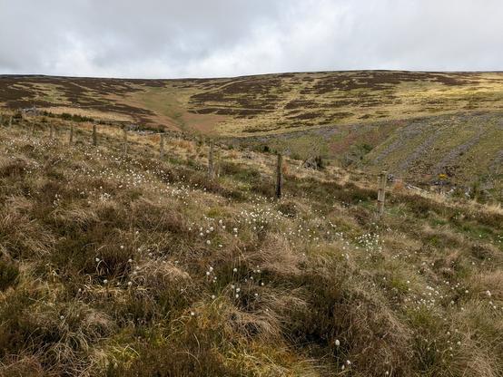 Colour photograph of a post and wire fence running across the frame, through a grassy upland landscape. There is cotton grass in the foreground. Sky is overcast.