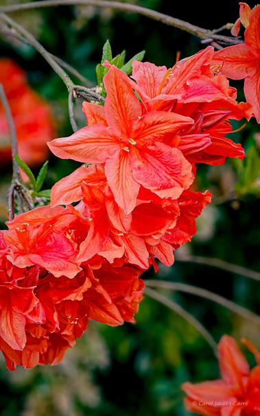 A branch full of peachy-orange azaleas graces the neighbor's yard. The color of the stamen and pistil stems in the 5 petaled flowers is so similar as too be invisible, making the anther heads pop out in yellow. There are more bloom covered branches in the background.