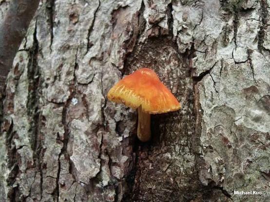 Pluteus aurantiorugosus mushroom image.