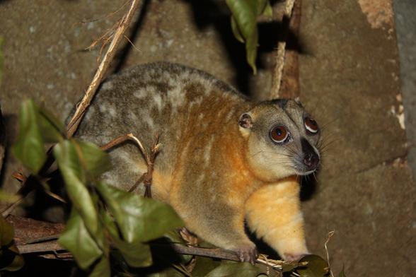 Experts fear these precious animals may already be extinct, less than 50 remain alive due to #goldmining and #palmoil. Help protect the enchanting Telefomin #Cuscus from disappearing forever when u #BoycottPalmOil #Boycott4Wildlife @palmoildetect https://wp.me/pcFhgU-nv?utm_source=mastodon&utm_medium=Palm+Oil+Detectives&utm_campaign=publer