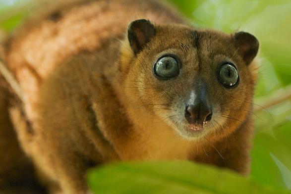 Experts fear these precious animals may already be extinct, less than 50 remain alive due to #goldmining and #palmoil. Help protect the enchanting Telefomin #Cuscus from disappearing forever when u #BoycottPalmOil #Boycott4Wildlife @palmoildetect https://wp.me/pcFhgU-nv?utm_source=mastodon&utm_medium=Palm+Oil+Detectives&utm_campaign=publer