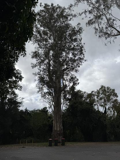 A tall eucalypt stands prominently against a cloudy sky, surrounded by lush greenery. In the foreground, three dark wheelie bins are lined up on a gravel surface, dwarfed by the tree’s girth. It stands 40+m high and dominates the area.