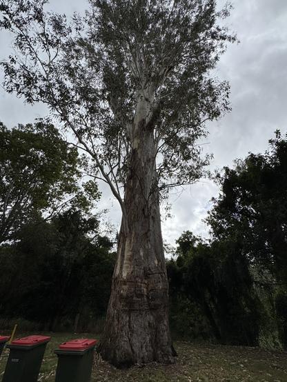 The tree seen much closer, using a wide angle mode to capture more of it. It has a base of 4-5m circumference and the branches don’t extend too far from the trunk.