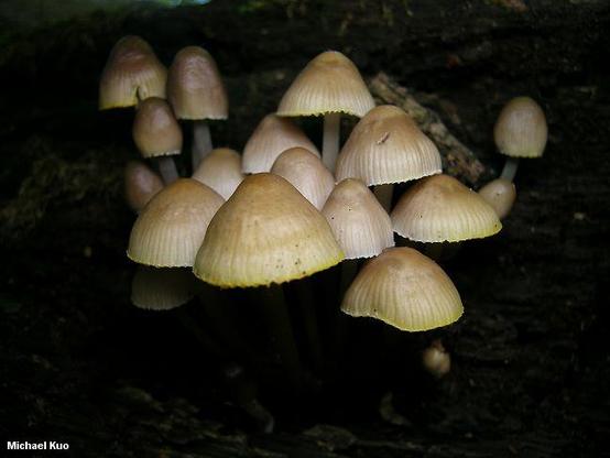 Mycena inclinata mushroom image.