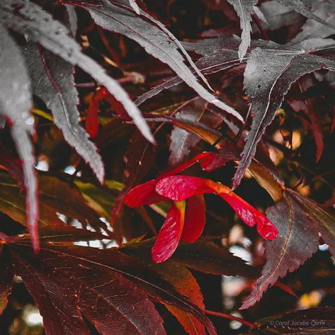 Three red Japanese maple samaras poke out from between deep purple dentate leaves, like little spaceships ready to take flight. The photo is processed to heighten the red to a lacquer red and mute the leaves to gray and brown.