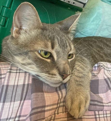 Close-up of the head and torso of a gray tabby cat with a white chin at an angle as he gazes to the right, at something out of frame, half asleep with a prominent M on his forehead, and five stripes leading back towards his spine. His front paw is clutching a pink plaid pajama-clad leg of his person, with the edge of a Chromebook and a green footstool visible.