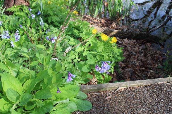 Bluebells and yellow buttercups growing on a slope next to the edge of a pond in dappled sunlight and shade.