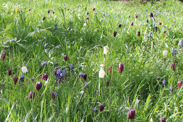 Maroon, white fritillaria spring blooms and purple hyacinth blooms  in long green grass meadow in mix of shade and sunlight.