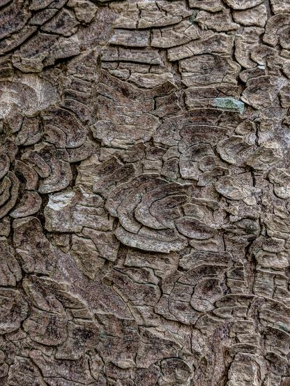 Close-up view of rough, textured tree bark. The bark is a mix of light and dark browns and grays, creating a complex and uneven surface. Deep fissures and ridges run across the bark, giving it a weathered and aged appearance.