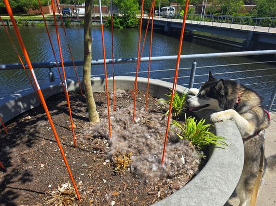 "Where are the geese?" Lady Duchess, the husky, seems to be saying as she looks at a goose nest full of baby goose feathers and broken shells. The nest sits in an enormous concrete planter with a tree in the middle and a dozen or more orange rods sticking up from the soil intended to keep geese away. They were not effective.