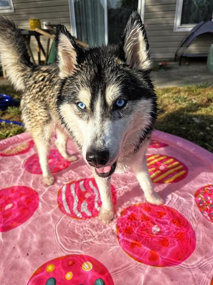 Lady Duchess, the husky, enjoying a splashpad (similar to a kiddie pool, but the sides are just tall enough to maintain an inch or two of water, and fine jets of water spray from holes located around the circumference, flowing up a couple feet and sprinking into the center of the splash pad). Lady is soaked, and clearly very happy. She is standing in the middle of the splashed, in the sun. The splash pad is pink (Lady's favorite color), and has images of donuts all over it.